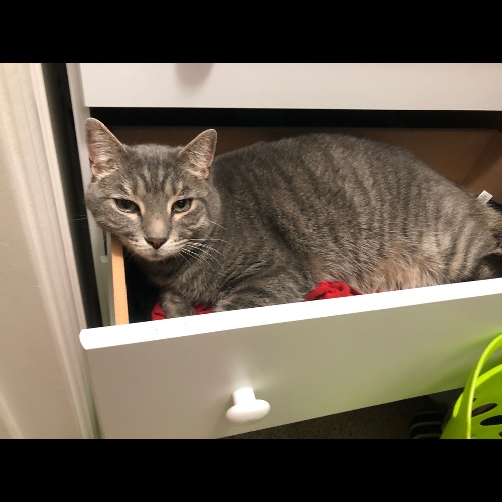My cat